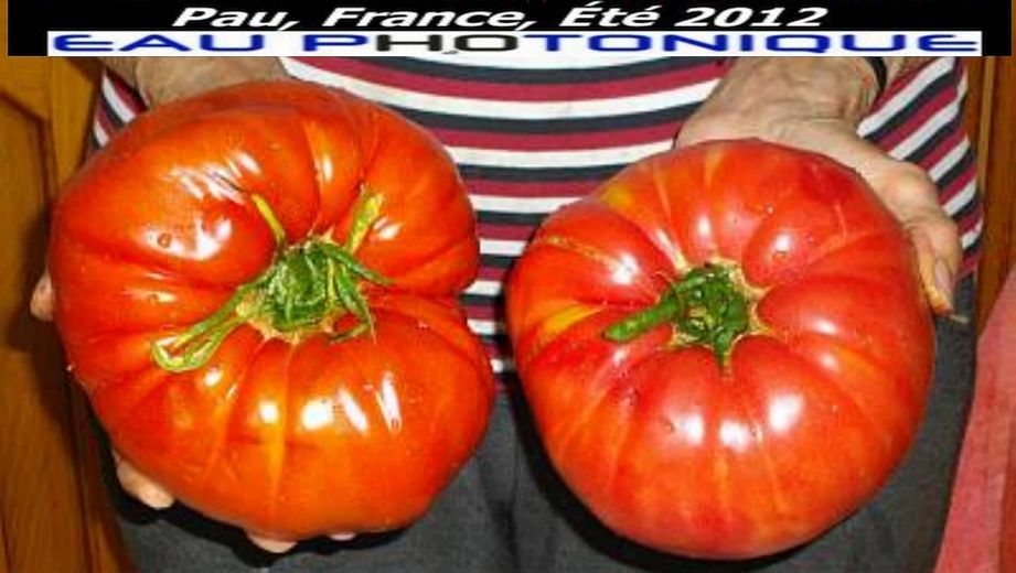 Tmoignage Henri Lafon Puyo deux tomates rcolte Aout 2012