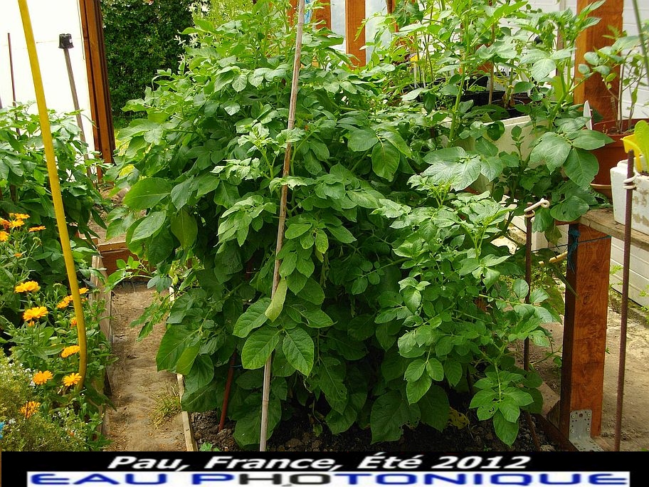 Tmoignage Henri Lafon Puyo Pommes de terre Juin 2016