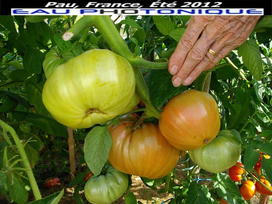 Tmoignage  Henri Lafon Puyo grosses tomates sur plant Aout 2012