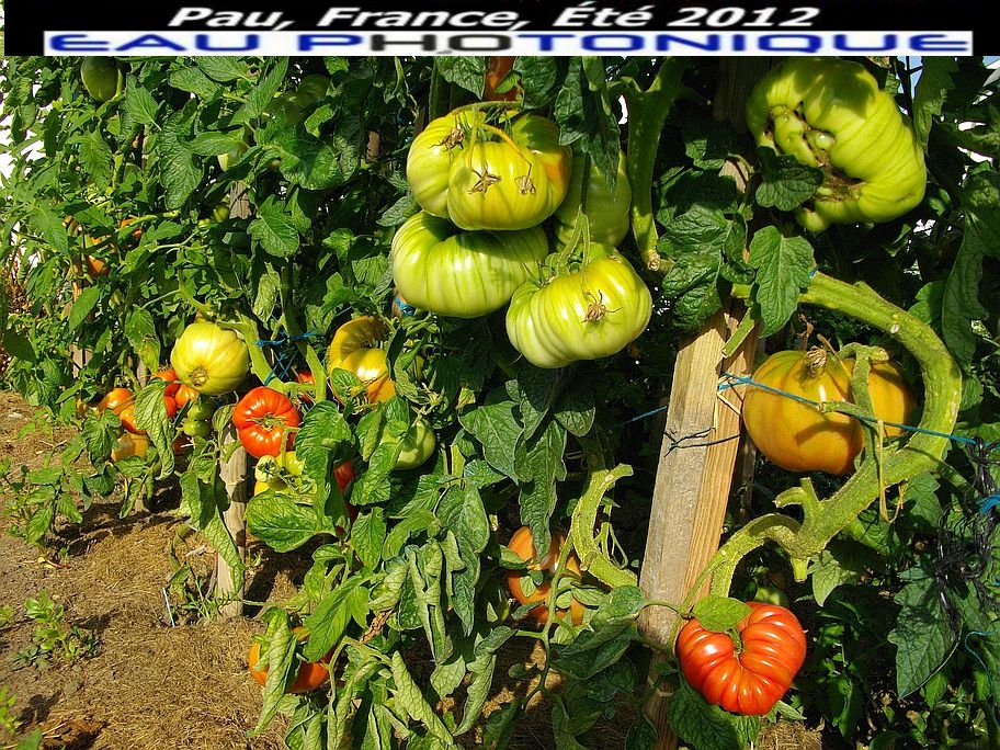 Tmoignage Henri Lafon Puyo Tomates sur pied Aout 2012